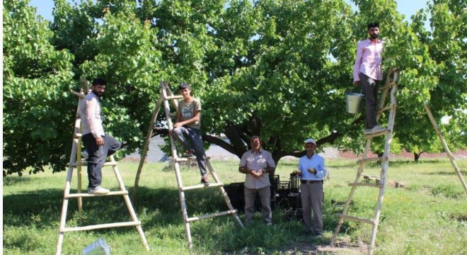  Iğdır kayısısında hasat dönemi başladı